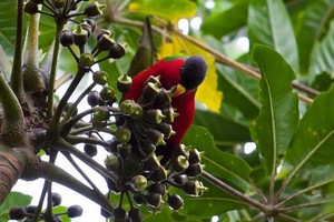 Importance of island biodiversity 1