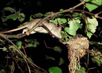 A rat attacking a NZ fantail nest (Photo: David Mudge)