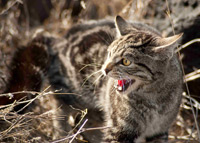A feral cat