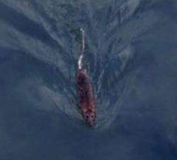 Some species of rats have been known to swim up to 2 km to reach an island 